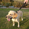 Vivaglory Correa corta para perro con asa acolchada, doble correa de nailon reflectante para mascotas para entrenar, correa para perros de tamaño mediano a grande - BESTMASCOTA.COM