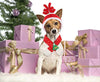 Idepet - Disfraz de Halloween para perro, 8 alas de araña, color morado, para cachorros - BESTMASCOTA.COM