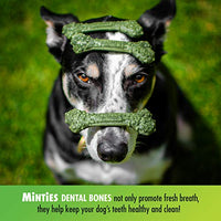 VetIQ Minties golosinas dentales para perros, masticables dentales para perros, (perfecto para perros medianos y grandes de más de 40 libras) - BESTMASCOTA.COM