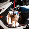 Enjoying - Gafas de sol para perros pequeños, protección UV, resistente al viento, con correa ajustable para cachorro y gato - BESTMASCOTA.COM