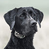 SportDOG Brand 425 - Collar electrónico con control remoto (500 yardas, estático, vibratorio y tono, impermeable, recargable, incluye nueva serie X) - BESTMASCOTA.COM