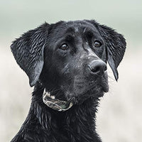 SportDOG Brand 425 - Collar electrónico con control remoto (500 yardas, estático, vibratorio y tono, impermeable, recargable, incluye nueva serie X) - BESTMASCOTA.COM