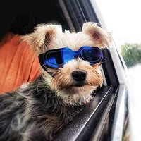 Enjoying - Gafas de sol para perros pequeños, protección UV, resistente al viento, con correa ajustable para cachorro y gato - BESTMASCOTA.COM