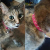 KOOLTAIL - Collar de terciopelo elástico de seguridad para gato, con cristales y campana, 20,32 a 10.5 in - BESTMASCOTA.COM