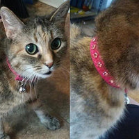 KOOLTAIL - Collar de terciopelo elástico de seguridad para gato, con cristales y campana, 20,32 a 10.5 in - BESTMASCOTA.COM