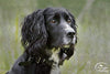 SportDOG Brand 425 - Collar electrónico con control remoto (500 yardas, estático, vibratorio y tono, impermeable, recargable, incluye nueva serie X) - BESTMASCOTA.COM