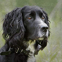 SportDOG Brand 425 - Collar electrónico con control remoto (500 yardas, estático, vibratorio y tono, impermeable, recargable, incluye nueva serie X) - BESTMASCOTA.COM