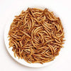 Dried Mealworms -2 LBS- 100% Natural Non GMO Mealworms -Food For Chicken- High Protein Mealworms for Bird, Duck Food, Bearded Dragon Diet, Gecko Food, Turtle Food, Lizard Food - Bulk Mealworms 2 LBS - BESTMASCOTA.COM