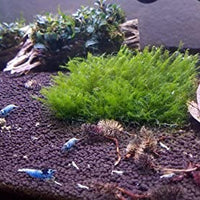 NilocG Aquatics - 5 piezas de madera de cholla natural de 5 pulgadas de largo para decoración de acuario, Versión original. - BESTMASCOTA.COM