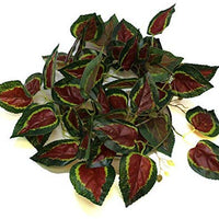 Pangea Leafy Vine - Coleus rojo - BESTMASCOTA.COM