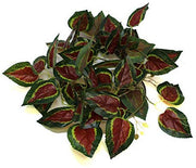 Pangea Leafy Vine - Coleus rojo - BESTMASCOTA.COM
