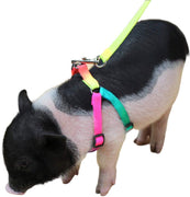 Mini Pig - Arnés ajustable para cerdo y otros animales pequeños - BESTMASCOTA.COM