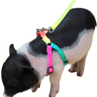 Mini Pig - Arnés ajustable para cerdo y otros animales pequeños - BESTMASCOTA.COM
