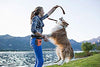 Bolsa de entrenamiento para mascotas con cinturón para mascotas Juguetes Kibble Treats Sport Running Cordón Cintura Bolsa de Caca Dispensador - BESTMASCOTA.COM