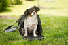 Iconic Pet Furrygo Universal Collapsible Airline Carrier - BESTMASCOTA.COM