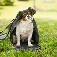 Iconic Pet Furrygo Universal Collapsible Airline Carrier - BESTMASCOTA.COM