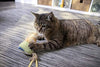 Petlinks System Sweet Tweet Cat Toy - BESTMASCOTA.COM