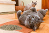Cat Kush Organic Catnip, Safe Premium Blend Perfect for Cats, Instilled with Maximized Potency Your Kitty is Sure to Go Crazy for - BESTMASCOTA.COM