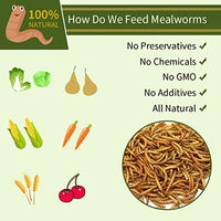 diig Dried Mealworms - Comidas para Aves Pollos - BESTMASCOTA.COM