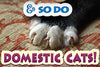 Mascota MasterMind Cat Spray - BESTMASCOTA.COM