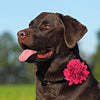 Collar para perro con flores y abalorios, deslizadores para collares de perro - BESTMASCOTA.COM