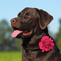 Collar para perro con flores y abalorios, deslizadores para collares de perro - BESTMASCOTA.COM