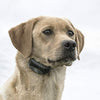 SportDOG Brand 425 - Collar electrónico con control remoto (500 yardas, estático, vibratorio y tono, impermeable, recargable, incluye nueva serie X) - BESTMASCOTA.COM