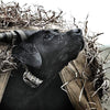 SportDOG Brand 425 - Collar electrónico con control remoto (500 yardas, estático, vibratorio y tono, impermeable, recargable, incluye nueva serie X) - BESTMASCOTA.COM