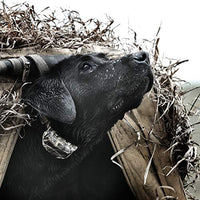 SportDOG Brand 425 - Collar electrónico con control remoto (500 yardas, estático, vibratorio y tono, impermeable, recargable, incluye nueva serie X) - BESTMASCOTA.COM