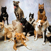 SGODA - Collar de entrenamiento para perros - BESTMASCOTA.COM