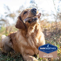 Barkworthies Seleccionado a mano, naturalmente cobertizo dividido y enteros cuernos de alce – Premium de larga duración, sin olor masticables para perros de todos los tamaños y razas – sin tratamientos químicos, sin conservantes añadidos - BESTMASCOTA.COM