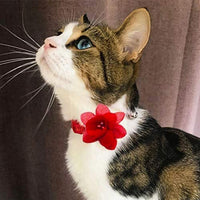 azuza Collar para gato con campana, 2 collares con purpurina para gato con accesorios de flores, rojo y rosa romántico - BESTMASCOTA.COM