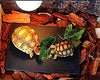 omem tortuga reptil Rock Plato de Comida Molienda la uña - BESTMASCOTA.COM