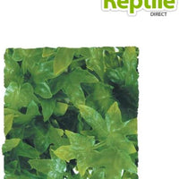 Zoo Med Naturalista Bush Planta Congo Ivy, Large - BESTMASCOTA.COM