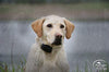SportDOG marca YardTrainer Family entrenadores remotos – recargables, impermeables, collares de entrenamiento para perros con estática, vibración y tono - BESTMASCOTA.COM