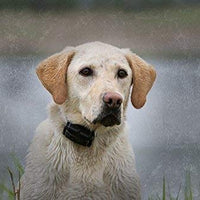 SportDOG marca YardTrainer Family entrenadores remotos – recargables, impermeables, collares de entrenamiento para perros con estática, vibración y tono - BESTMASCOTA.COM