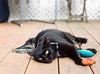 Collar para gato, 8" x 10" por 1/2" de ancho, de la marca RC Pet Products - BESTMASCOTA.COM