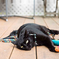 Collar para gato, 8" x 10" por 1/2" de ancho, de la marca RC Pet Products - BESTMASCOTA.COM