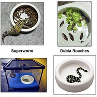 ADOGGYGO - Plato para gusanos con pinzas de alimentación, pequeño cuenco de agua para reptiles, a prueba de fugas, con diseño de dragón - BESTMASCOTA.COM
