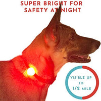 Hunter Paisley Luz LED para Collar de Perro Caminando por la Noche.Paquete de 2 Pack Impermeable Perro Luz LED Super Brillante para Perro Paseo Nocturno Adjuntar al Collar, Correa o Arnés, Baterías Extras - BESTMASCOTA.COM