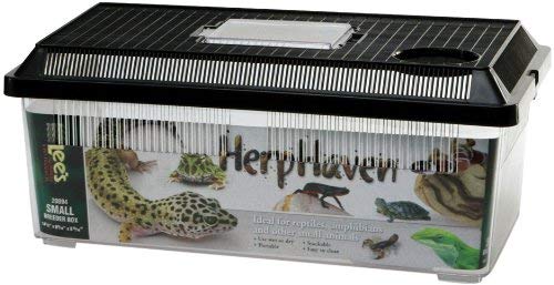 Lee de Herp Haven Criador Box, Small - BESTMASCOTA.COM