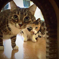 Cat Door Puerta de Interior con cepillo de limpieza para gatos - BESTMASCOTA.COM