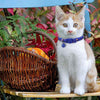 BoomBone Cat Collar Breakaway with Bell,Safe Puppy Collars for Thanksgiving - BESTMASCOTA.COM