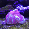 Seachem Reef Plus, 16.9 fl oz - BESTMASCOTA.COM