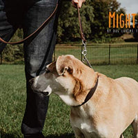 Mighty Paw Collar de cuero para entrenamiento, collar Martingale, cadena de acero inoxidable, calidad premium, collar de cadena limitada - BESTMASCOTA.COM