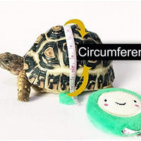 Vehomy - Correa para tortuga, diseño de lagarto - BESTMASCOTA.COM