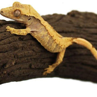 Pangea succión árbol rama - BESTMASCOTA.COM