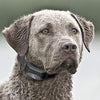 SportDOG Brand 425 - Collar electrónico con control remoto (500 yardas, estático, vibratorio y tono, impermeable, recargable, incluye nueva serie X) - BESTMASCOTA.COM
