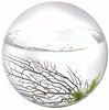 Esfera con ecosistema acuático cerrado de EcoSphere. - BESTMASCOTA.COM