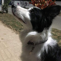 Clip de etiqueta para perro de Lion Royal, fácil de cambiar, soporte de identificación para perros y mascotas, collares y arneses. - BESTMASCOTA.COM